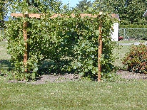 Grape Arbor