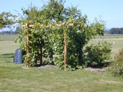 Grape Arbor