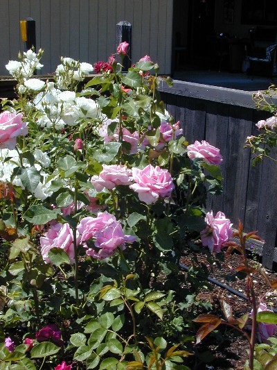 Pink and White Roses